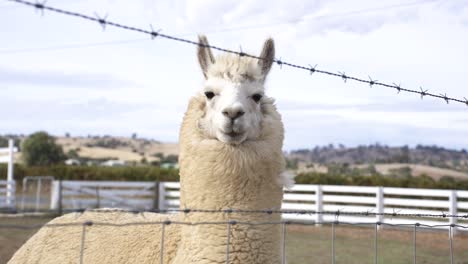 llama blanca detrás de la valla de alambre de púas en la granja mirando a la cámara