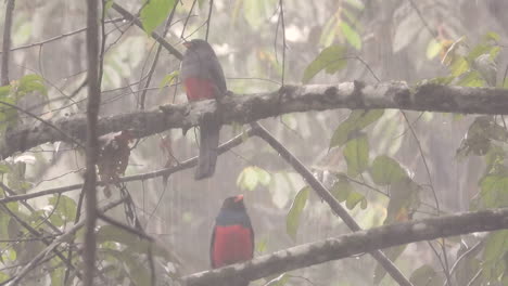 Un-Par-De-Pájaros-Trogon-De-Cola-Pizarrosa-Se-Sientan-Bajo-Las-Lluvias-Torrenciales,-Llamando-En-El-Medio-Y-Sacudiendo-El-Agua