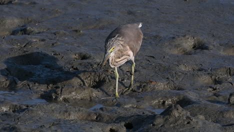 one of the pond herons found in thailand which display different plumages according to season