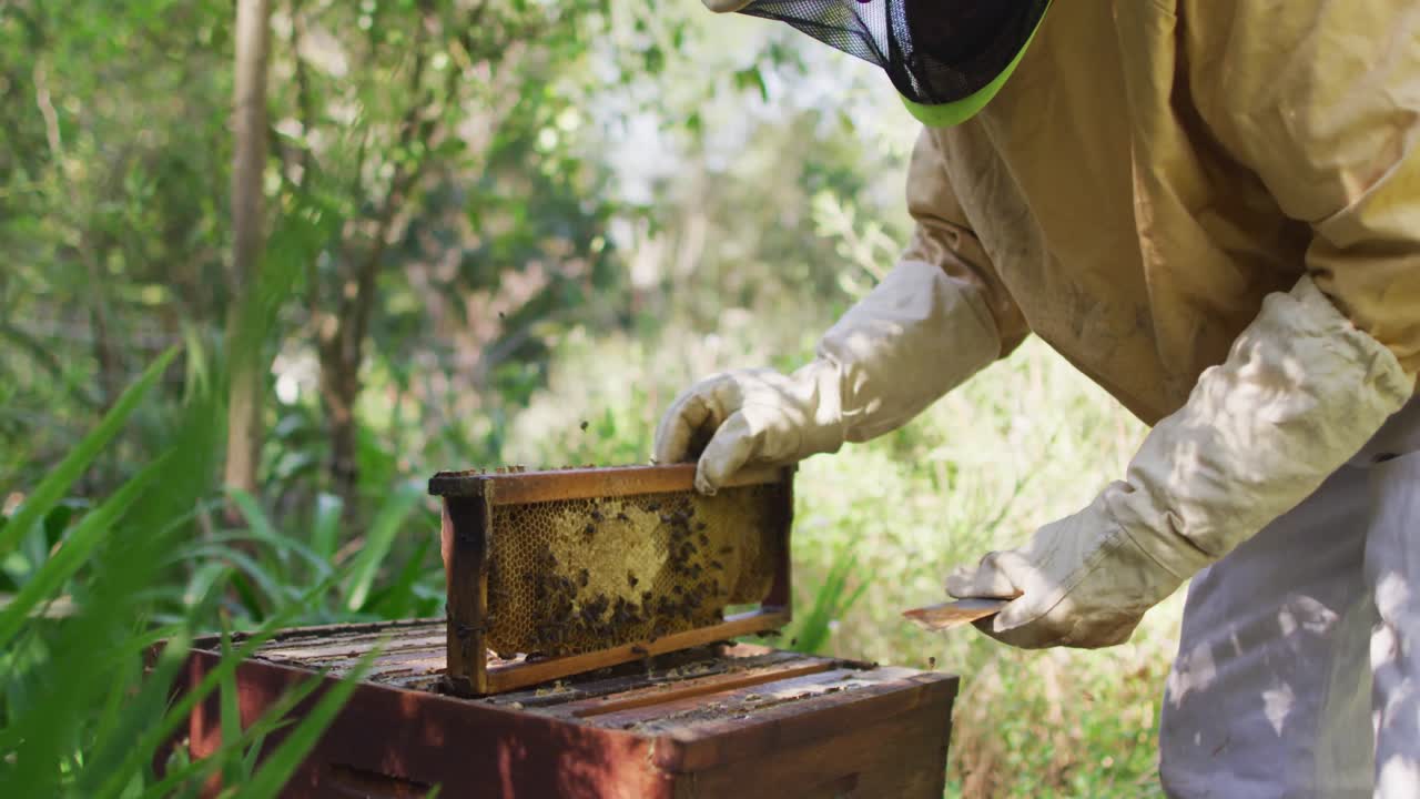 apicultor caucásico en ropa de protección inspeccionando el marco del panal de una colmena