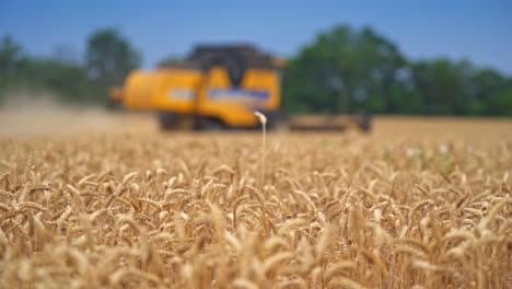 special harvester cuts wheat. a special agricultural machine collects the finished wheat