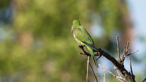 Un-Periquito-De-Monje-Salvaje,-Myiopsitta-Monachus-Cubierto-De-Suciedad-Encaramado-En-La-Punta-De-La-Rama-Con-Poca-Profundidad-De-Campo,-Fondo-De-Follaje-Verde-Borroso,-Extiende-Sus-Alas-Y-Vuela