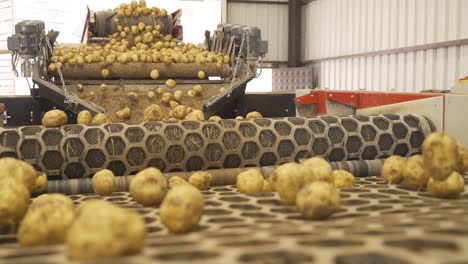 las patatas se mueven y saltan en la cinta transportadora en movimiento.