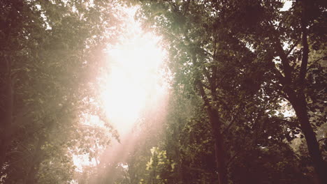 sunlight streaming through trees in a foggy forest