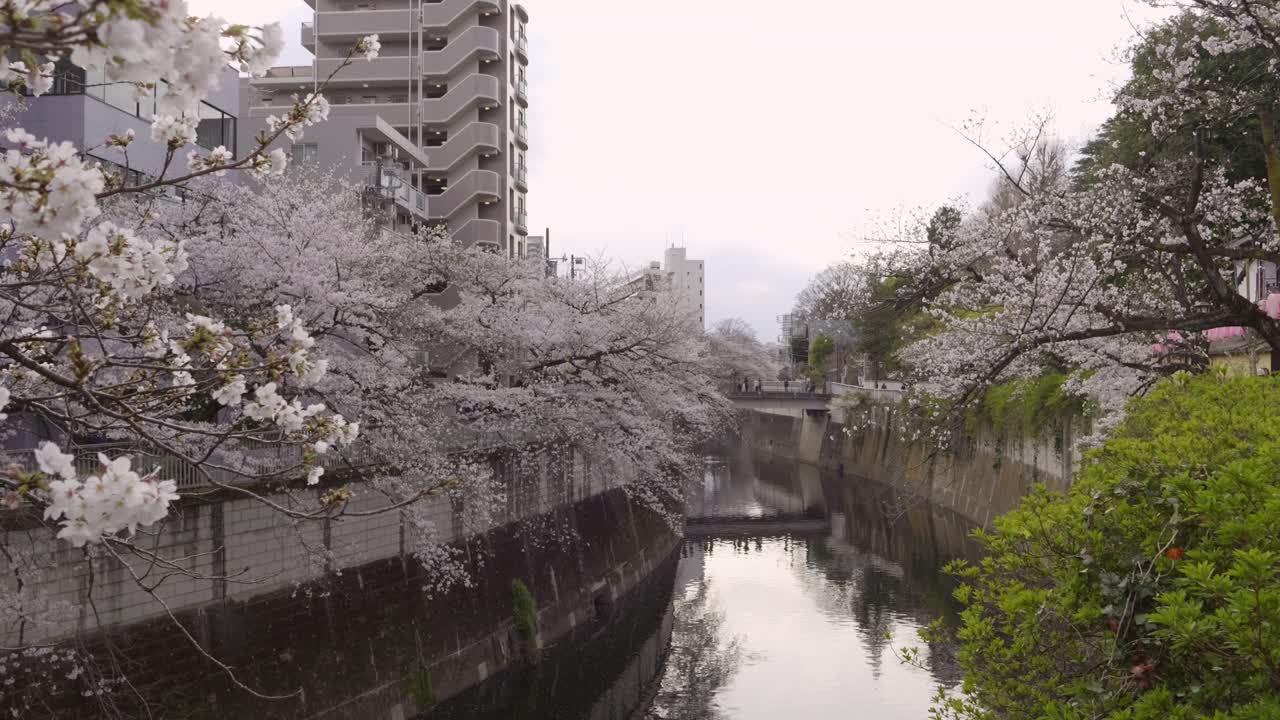 Beautiful River Sakura at Kanda River in Western Tokyo