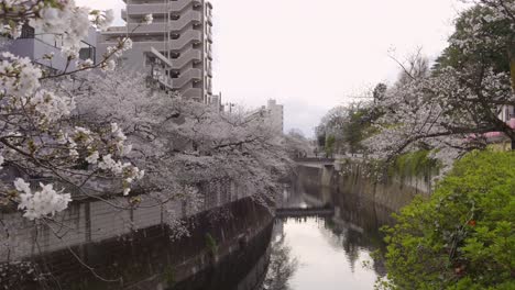 beautiful river sakura at kanda river in western tokyo