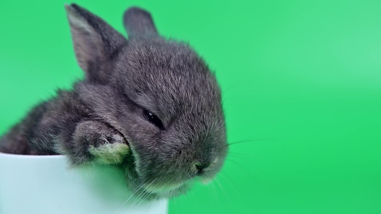 초록색 스크린 배경에 토끼. 영 동물과 부활절에 대한 똑똑한 애완동물