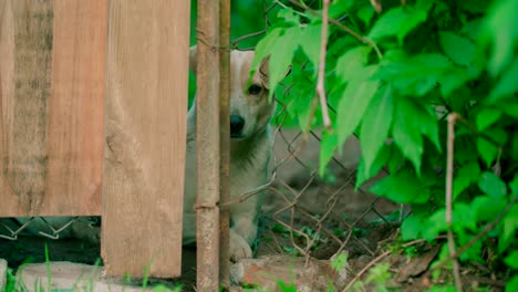 view of a cute dog sitting and looking and waiting for someone behind the corral