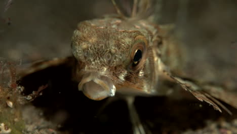 el pez lagarto se alimenta de la caza en cámara lenta