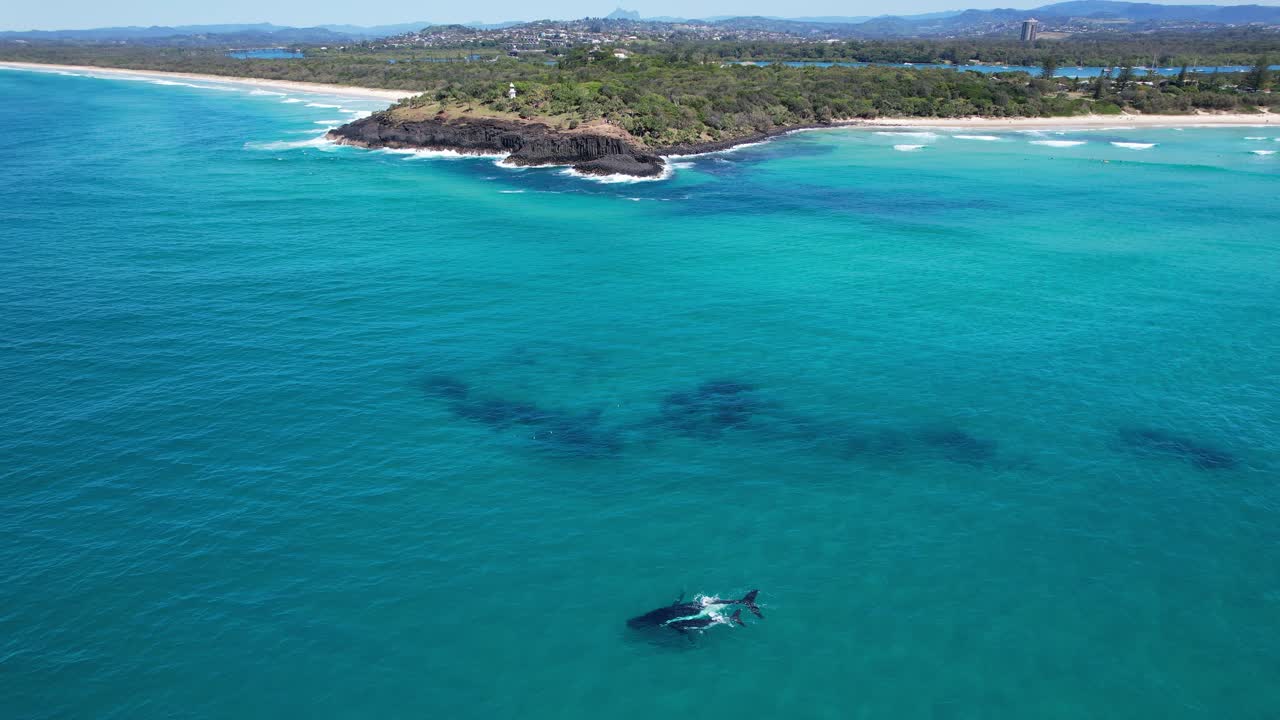 Vista aerea di balene megattere nell'oceano vicino a una costa