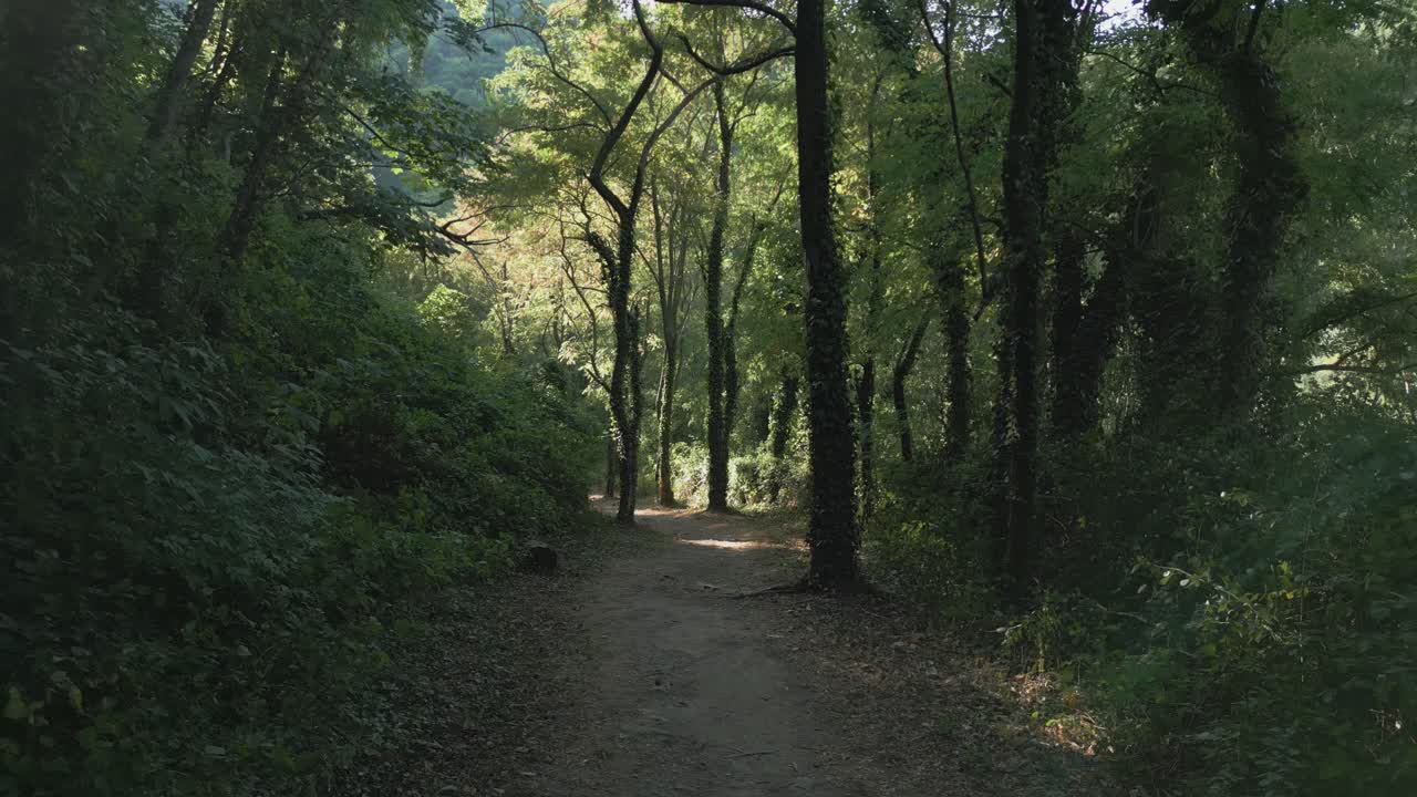 Splendidi raggi di sole che filtrano attraverso i rigogliosi alberi verdi di una fitta foresta, illuminando un sereno e tranquillo sentiero sterrato che si snoda attraverso il pacifico paesaggio naturale della Francia meridionale