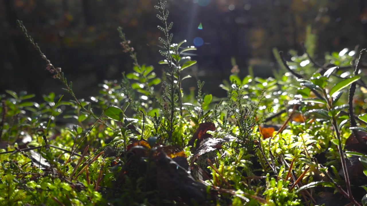Pequeñas plantas de sotobosque bajo el sol en el suelo de un bosque durante un día soleado de otoño en Laagri, Estonia. Los arándanos rojos y otras pequeñas plantas tienen colores verdes y amarillos vibrantes bajo el sol.