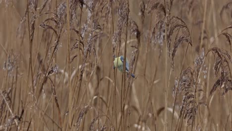 Blue-tit-hangs-on-a-reed-stem-in-the-middle-of-the-reed