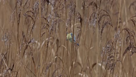 blue tit hangs on a reed stem in the middle of the reed