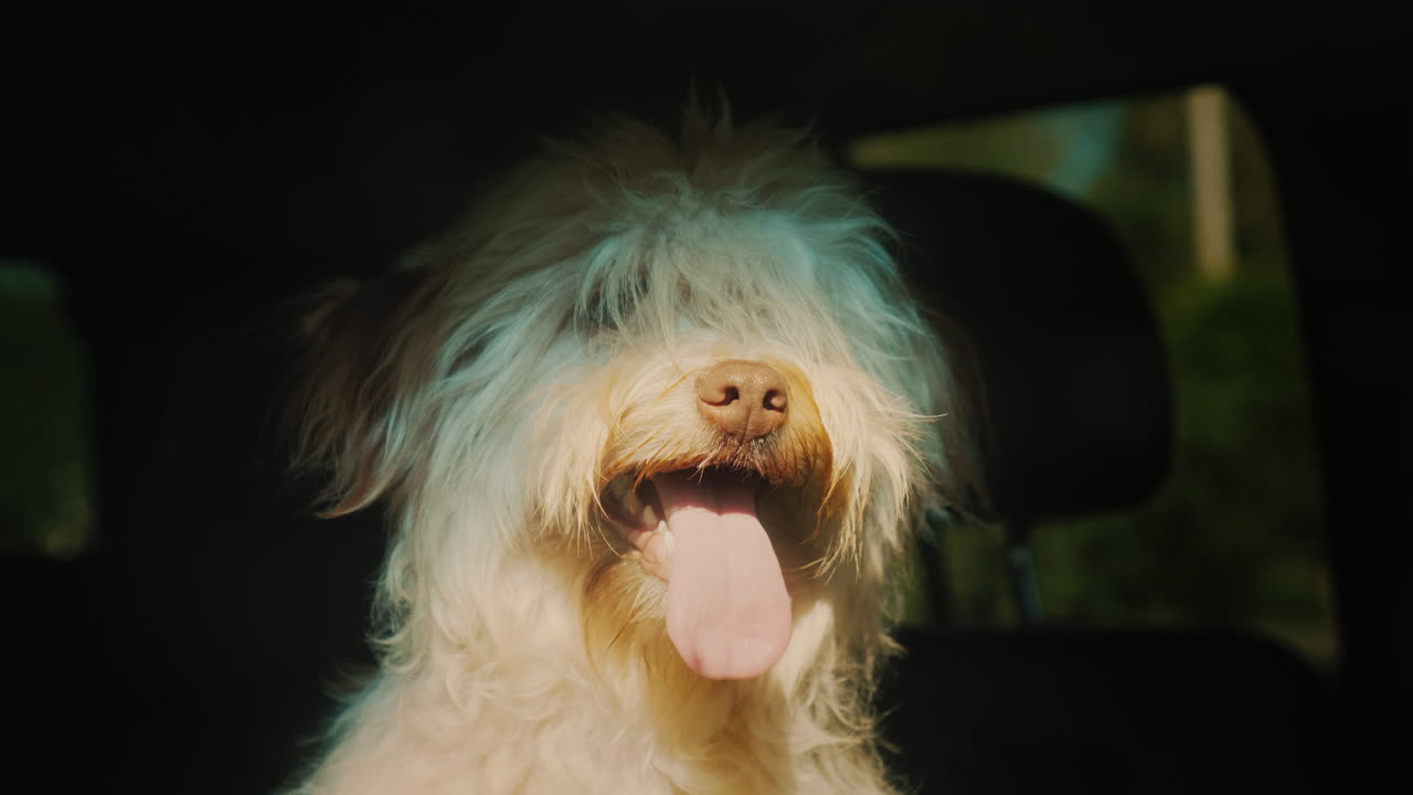 perro espera al dueño en el coche