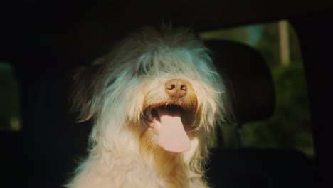 dog waits for owner in car