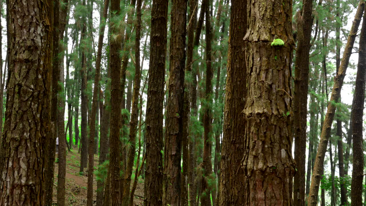 árbol de pino en lo profundo de un bosque