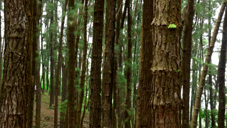 árbol de pino en lo profundo de un bosque