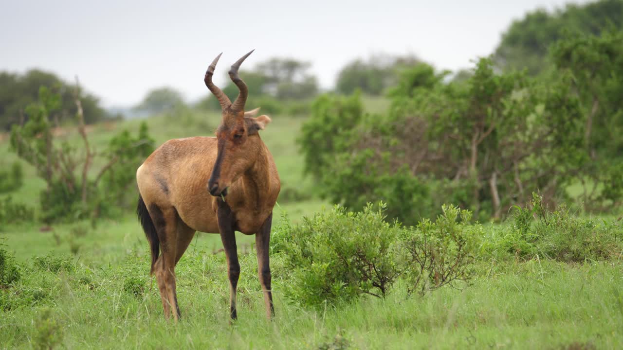 el hartebeest rojo saludable disfruta de una comida pacífica de hierba africana verde húmeda