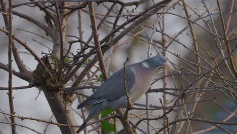 Vogel-Auf-Einem-Ast,-Auch-Bekannt-Als-Ringeltaube