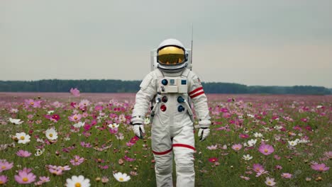 astronaut explores a vibrant field of cosmos flowers, creating a striking contrast between the stark white spacesuit and the colorful blossoms