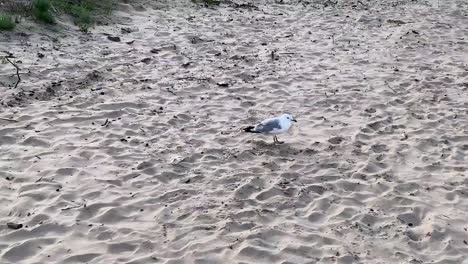 Single-isolated-seagull-bird-walking-in-the-white-sandy-beach-at-cedar-point-beach--The-shores-of-Lake-Erie-in-Sandusky,-Ohio,-united-states