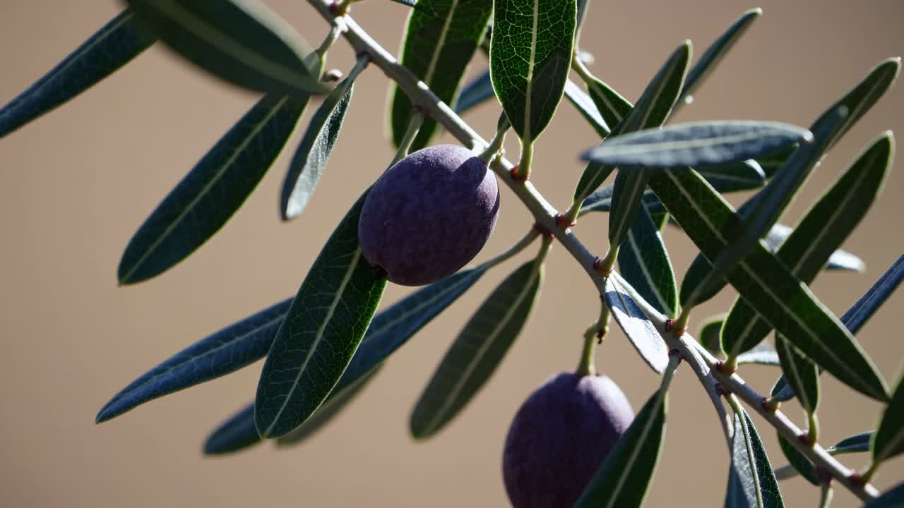 Video ravvicinato di un ramo di ulivo con olive scure e foglie verdi, ripreso da una bassa angolazione.
