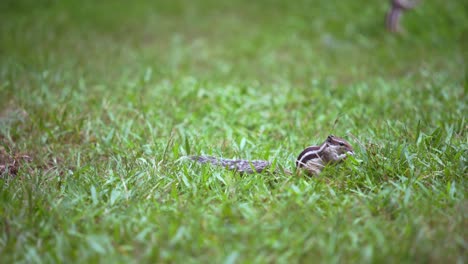 squirrel sitting on grass eating grass