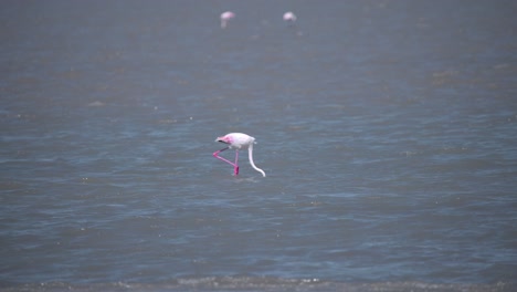 Greater-flamingo-wading-in-river,-grazing-with-its-head-underwater