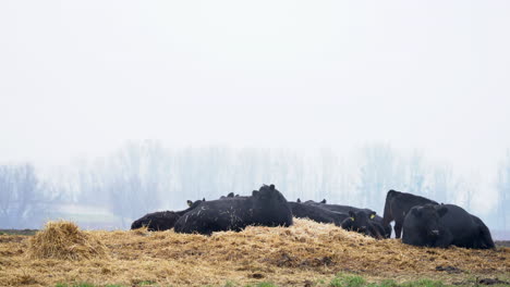 Rebaño-De-Ganado-Angus-Negro-Sentado-Y-Pastando-En-Paja-En-Invierno-Frío