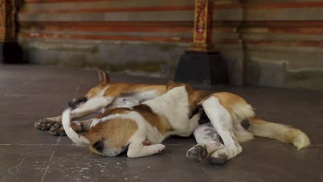 close-up of a brown and white puppy suckling from its mother