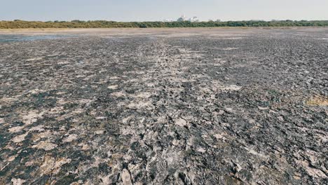 walking into nature at al zorah mangrove in ajman, uae,
