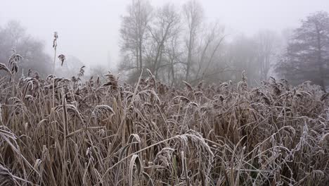 frozen reeds covered with frost sway in the breeze on the banks of the leam river in jephson gardens, a park in leamington spa, warwickshire, england