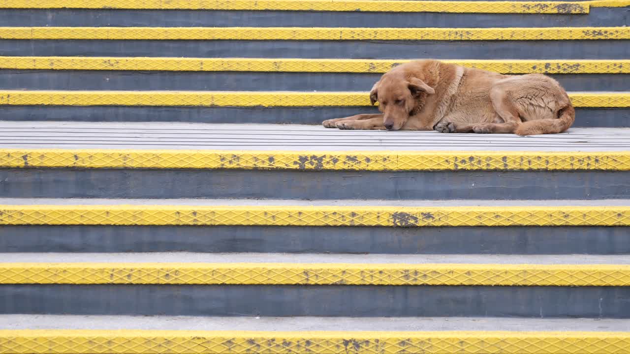 perro durmiendo en las escaleras