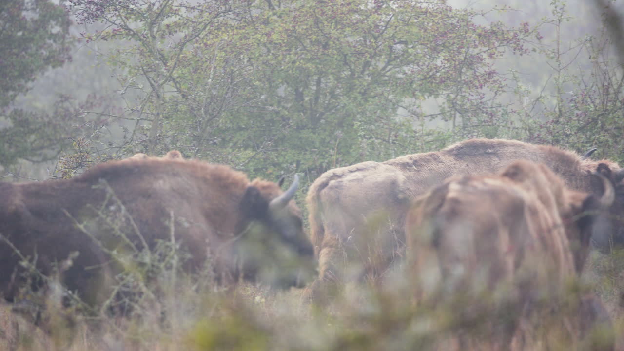 bisonte europeo bonasus bull patrullando alrededor de la manada,foggy,chequia