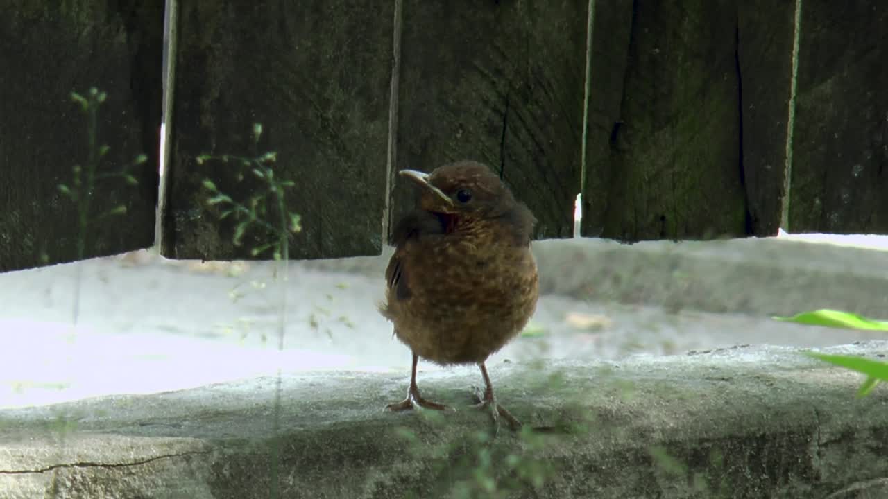 Blackbird fledgeling perched on a fence