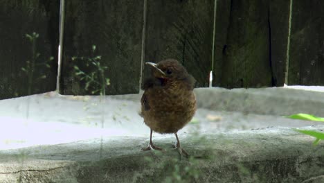 blackbird fledgeling perched on a fence