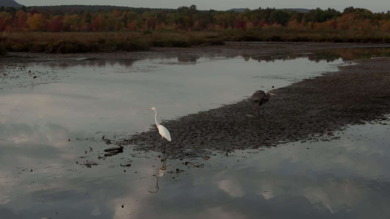 grandes garzas en una marisma junto al lago tranquilo a primera hora de la mañana en los municipios del este, quebec, canadá