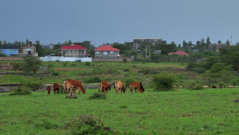 a shepherd grazes his herd of goats and cows in a meadow behind houses