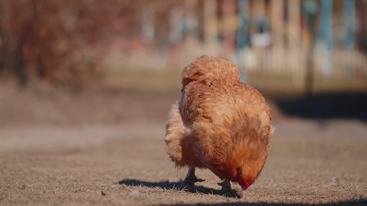 Close up free-range brown domestic chicken eating grains, peck yellow grass on small eco home farm