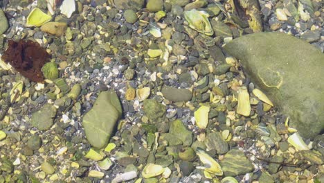 Itty-bitty-crabs-skitter-in-a-pacific-tidal-pool