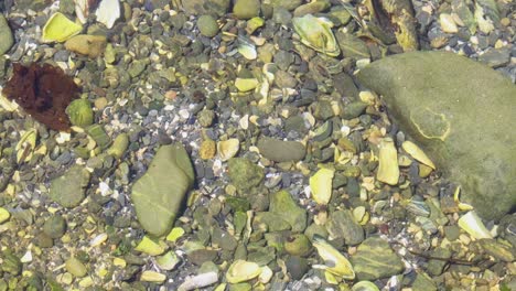 pequeños cangrejos se deslizan en una piscina de marea del pacífico