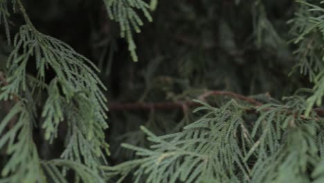 Pine tree evergreen branches close up shot
