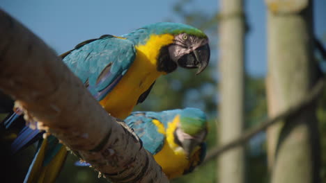 lindo pájaro loro guacamayo amarillo y azul masticando