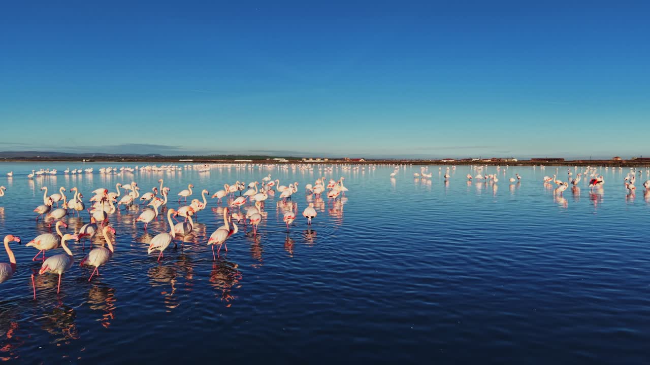 Flamingos wade in shallow water under a clear blue sky at dawn