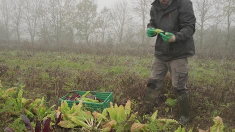 Nahaufnahme-Eines-Bio-Gemüsebauern,-Der-Frischen-Salat-Von-Einem-Feld-Pflückt