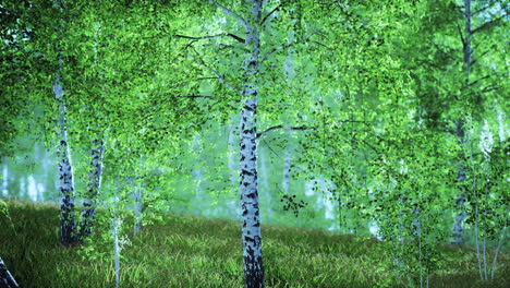 summery birch grove during a foggy sunrise