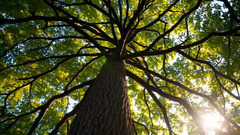 large tree canopy upward view