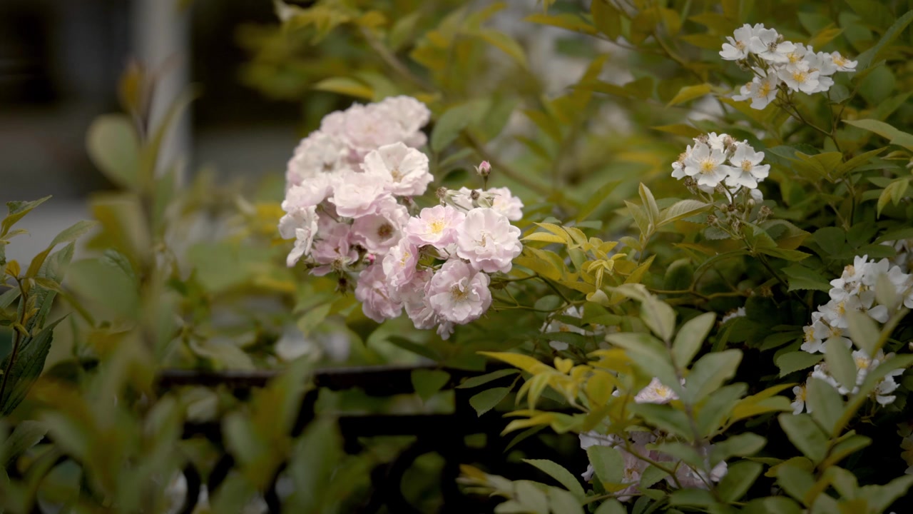Delicate pale pink roses blooming in lush garden with green foliage