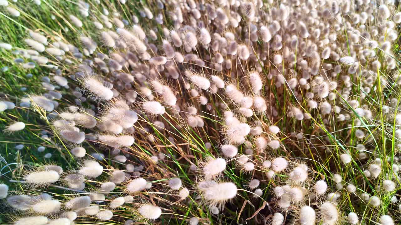 High-angle shot of hare’s tail grass moving in sunlight and coastal breeze